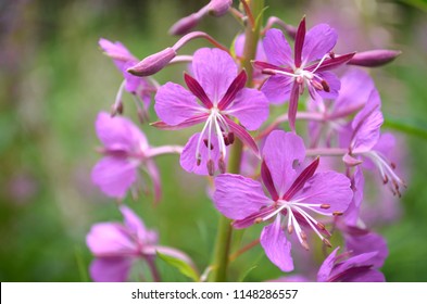 Epilobium or fireweed, willow herb flower. Ingredient of herbal tea.