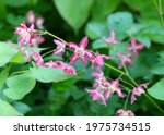 Epimedium rubrum flowers or flower elves, macro photography, selective focus, blurred background, horizontal orientation.