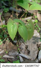 Epimedium sagittatum, also known as barrenwort, bishop's hat, fairy wings, horny goat weed, or yin yang huo, is a kind of traditional chinese herb
