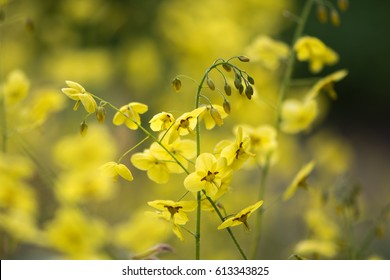 Epimedium x versicolor 'Sulphureum' flowers. Pale yellow flowers of shade tolerant plant in the family Berberidaceae, flowering in Bath Botanic Garden