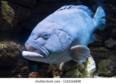 Epinephelinae In The Aquarium