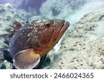 Epinephelus marginatus the dusky grouper, yellowbelly rock cod or yellowbelly grouper, is a species of marine ray-finned fish, a grouper from the subfamily ...