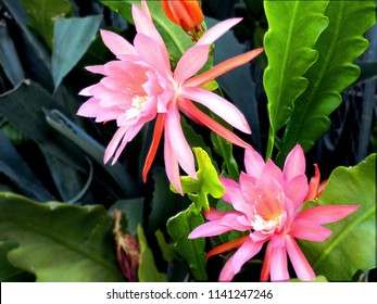 Epiphyllum (orchid cactus)