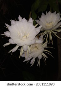 Epiphyllum Oxypetalum
.oxypetalum Rarely Blooms And Only At Night, And Its Flowers Wilt Before Dawn.  Night-blooming Cereus.Anandasayanam Images Download.Royalty Free Images.Nisagandhi.