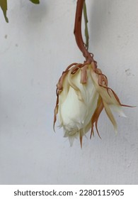 Epiphyllum oxypetalum what is called wiku flower in the photo during the day  this flower will bloom at night