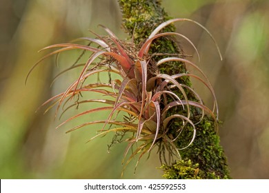 Epiphyte In Corkscrew Swamp Sanctuary