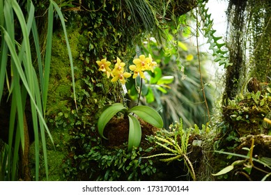 A Epiphyte Orchid With Yellow Flowers In The Rainforest.