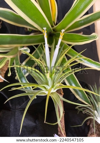 epiphyte plant Tillandsia ionanta 