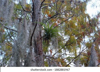 Epiphytic Or Air Plant In Largo, FL