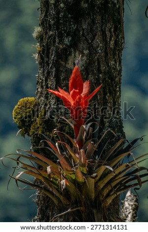 Epiphytic Bromeliad on Pine Tree