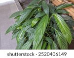 Epipremnum amplissimum, Devil