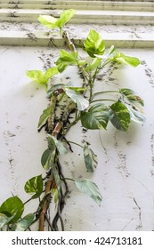 Epipremnum Aureum Climbing Plant Cement Wall Stock Photo 424713181 ...