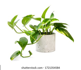 Epipremnum aureum (family Araceae) plant in pot isolated on white background