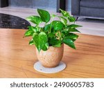 Epipremnum Aureum or Golden Pothos ornamental plant in a ceramic vase on a wooden table.