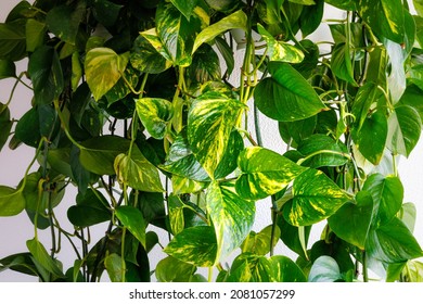 Epipremnum aureum green yellow leaves. Evergreen houseplant  golden pothos. Ceylon creeper, hunter's robe, ivy arum, money plan. Silver vine, Solomon Islands ivy, marble queen, devil's vine Foliage. 