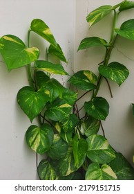 Epipremnum Aureum ( Ivory Betel )