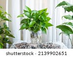 Epipremnum aureum Jade aquatic plants. Houseplant care concept. Decoration on the desk.
Indoor plant.