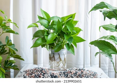 Epipremnum aureum Jade aquatic plants. Houseplant care concept. Decoration on the desk.
Indoor plant. - Shutterstock ID 2139902651