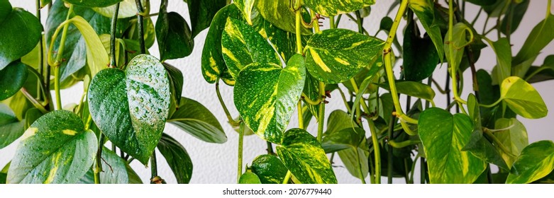 Epipremnum Aureum  Large Green Yellow Leaves. Banner. Solomon Islands Ivy, Marble Queen, Devil's Vine Foliage.  Scindapsus Aureus  Vine With Glossy, Heart-shaped Leaves.