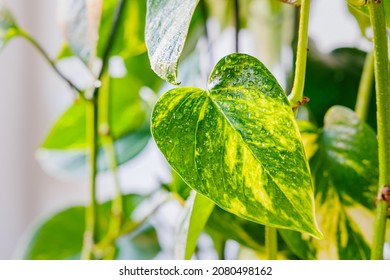 Epipremnum aureum  large green yellow leaves. Silver vine, Solomon Islands ivy, marble queen, devil's vine Foliage. Scindapsus aureus Indoor vine with glossy, heart-shaped leaves.