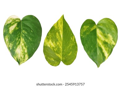 Epipremnum aureum, tropical Green leaves isolated on a white background. Close-up leaf of houseplant, Philodendron Gloriosum on white background. Set of golden pothos leaf on white background. - Powered by Shutterstock