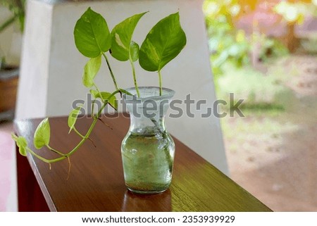 Epipremnum aureum, a yellow-green ivy in a decorative glass vase on an outdoor table People prefer to raise outside the house, let it crawl along the big trees. soft and selective focus.              