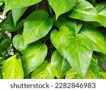 Epipremnum aureum is a species in the arum family Araceae, native to Mo