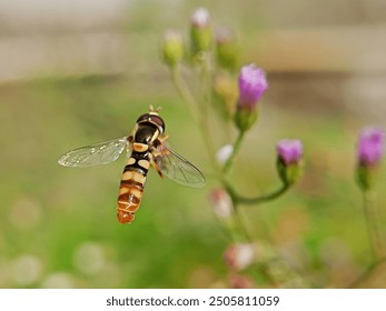 Episyrphus balteatus or marmalade hoverfly, family of Syrphidae - Powered by Shutterstock