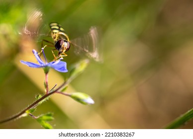 Episyrphus balteatus, marmalade hoverfly, a small wing-flapping insect in flight over a flower. - Powered by Shutterstock