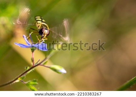 Episyrphus balteatus, marmalade hoverfly, a small wing-flapping insect in flight over a flower.