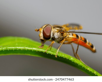 Episyrphus balteatus, sometimes called the marmalade hoverfly, is a relatively small hoverfly (9–12 mm) of the Syrphidae family, widespread throughout the Palaearctic region. - Powered by Shutterstock