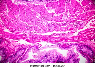 Epithelium Pseudo Tissue Cross Section Under Stock Photo 462382264 ...