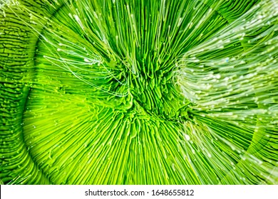 Epoxy Resin Petri Dish Art Macro Shot, Green Abstract