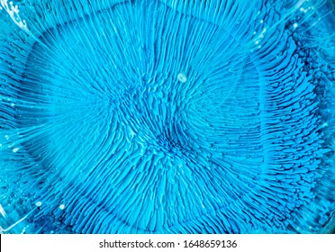 Epoxy Resin Petri Dish Art Macro Shot, Blue Abstract