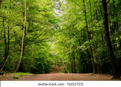 Epping Forest Walk