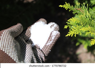 Epsom Salt In A Hand With Gloves