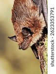 Eptesicus serotinus - Serotine Bat head close-up