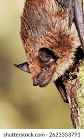 Eptesicus serotinus - Serotine Bat head close-up