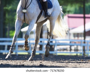 Equestrian