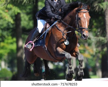 Equestrian