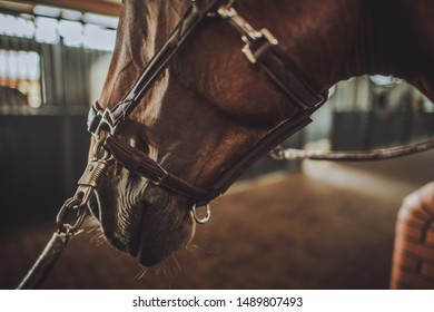 Equestrian Facility. Brown Race Horse in a Stable. Head Closeup. 