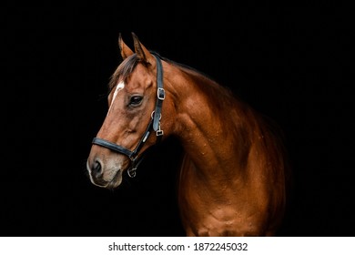 Equestrian Photography Portrait Head Shoot