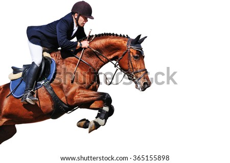 Equestrian: rider with bay horse in jumping show, isolated on white background