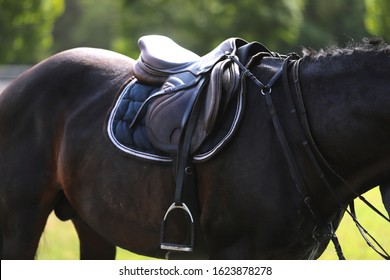 Equestrian sport background. Show jumper horse under saddle waiting for rider on equestrian event