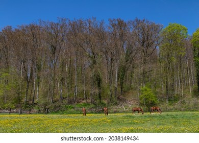 Reitsport, Pferde auf einem Paddock, die Gras fressen und sich in der Sonne entspannen