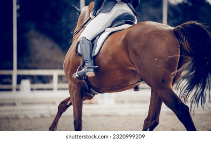 Equestrian sport. The legs of the rider in the stirrup, riding on a horse. The black fluttering tail of a horse. Dressage of horses in the arena. Horseback riding. Rear view of the horses - Powered by Shutterstock