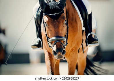 Equestrian sport. Portrait sports stallion in the bridle.The legs of the rider in the stirrup, riding on a red horse. Dressage of horses in the arena. Horseback riding.