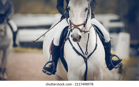 Equestrian sport. Portrait sports white stallion in the bridle. The leg of the rider in the stirrup, riding on a horse. Horse muzzle close up. Dressage of horses in the arena. Horseback riding - Powered by Shutterstock