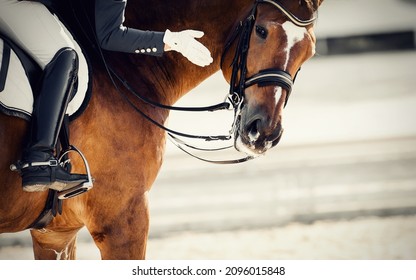 Equestrian sport. Praise the horse. Portrait sports stallion in the bridle. The leg of the rider in the stirrup, riding on a red horse. Dressage of the bay horse in the arena. Horseback riding.