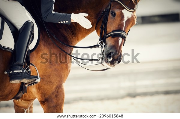 Equestrian sport. Praise the horse. Portrait\
sports stallion in the bridle. The leg of the rider in the stirrup,\
riding on a red horse. Dressage of the bay horse in the arena.\
Horseback riding.